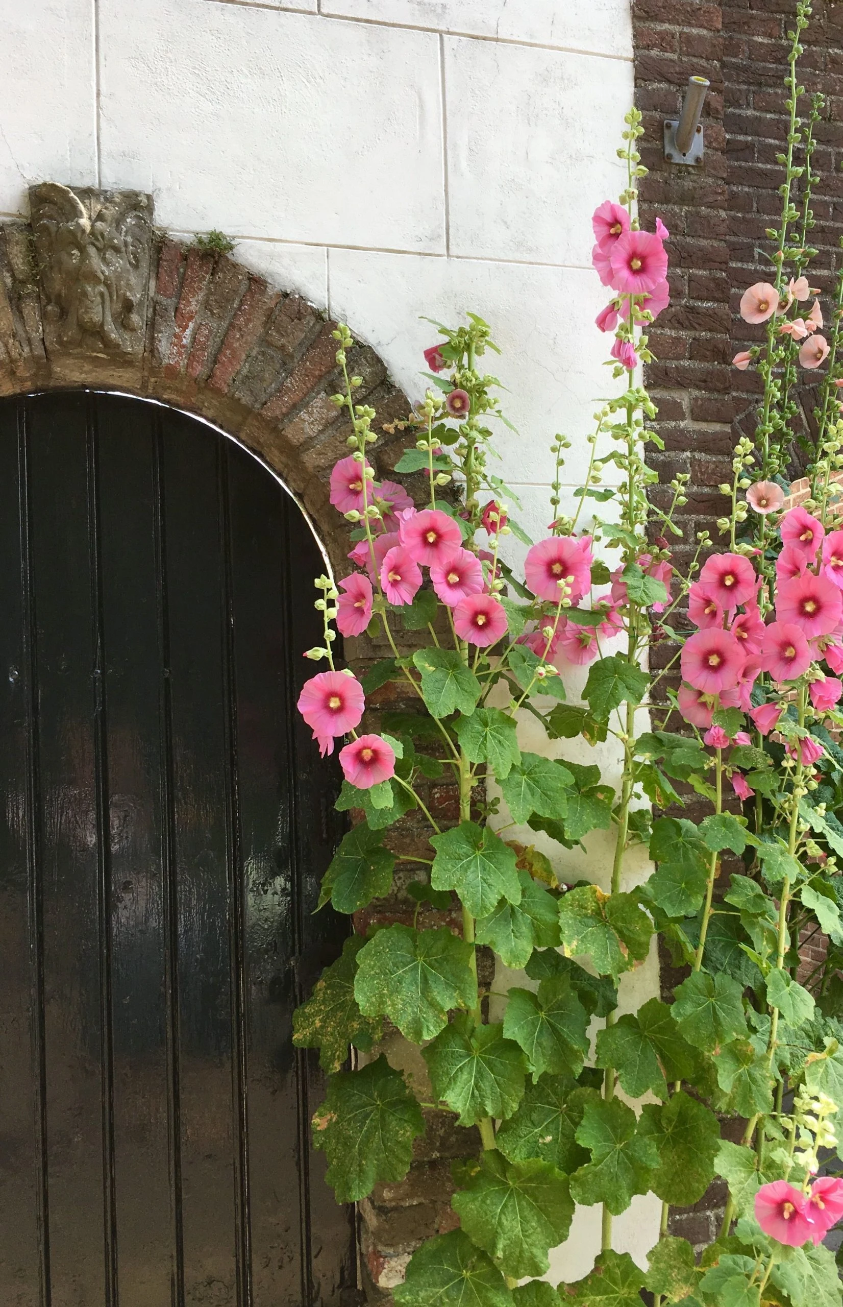 Stadstuin Stadsprogramma